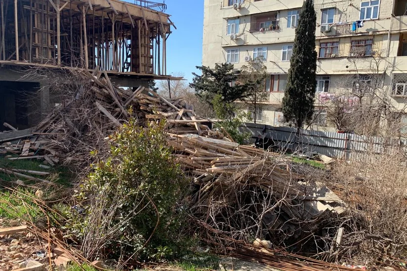 Bir neçə rayonda şirkətlər ağacları qanunsuz kəsib