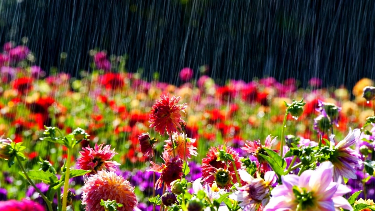 Thunderstorm and heavy rain predicted in Azerbaijan - WARNING