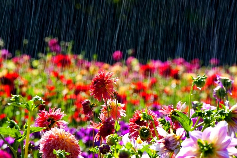 Thunderstorm and heavy rain predicted in Azerbaijan - WARNING