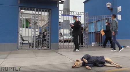 В Перу собака неделю ждет хозяина у больницы
