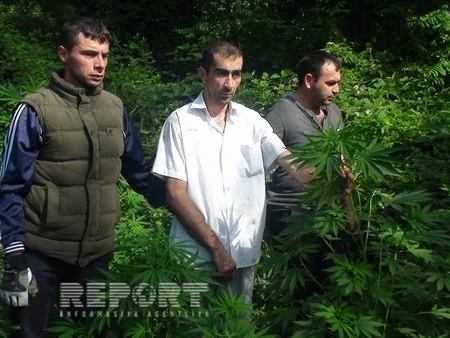 ​Qax rayonunda narkotik bitkilər əkmiş Şəki və Zaqatala sakinləri saxlanılıb - FOTO