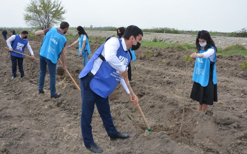 Bakı və Tərtərdə daha 1 225 ədəd müxtəlif cinsli ağac əkilib