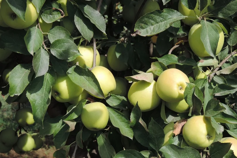 Qubada fermerlərə meyvə bağlarının saxlanılmasına dair təlim keçiriləcək