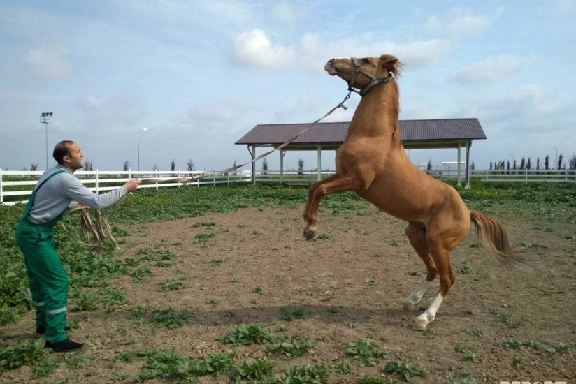 Gözəl rəngli, dözümlü, sahibinin etibarlı yoldaşı - dünyanın ən qiymətli cinslərindən olan Qarabağ atları   - REPORTAJ - VİDEOREPORTAJ - ƏLAVƏ OLUNUB
