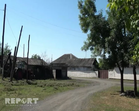 Zaqatalada tülkü kəndə hücum edib, təsərrüfatlara ziyan vurub - FOTO