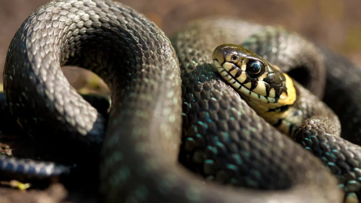 Snake venom component protects against COVID-19