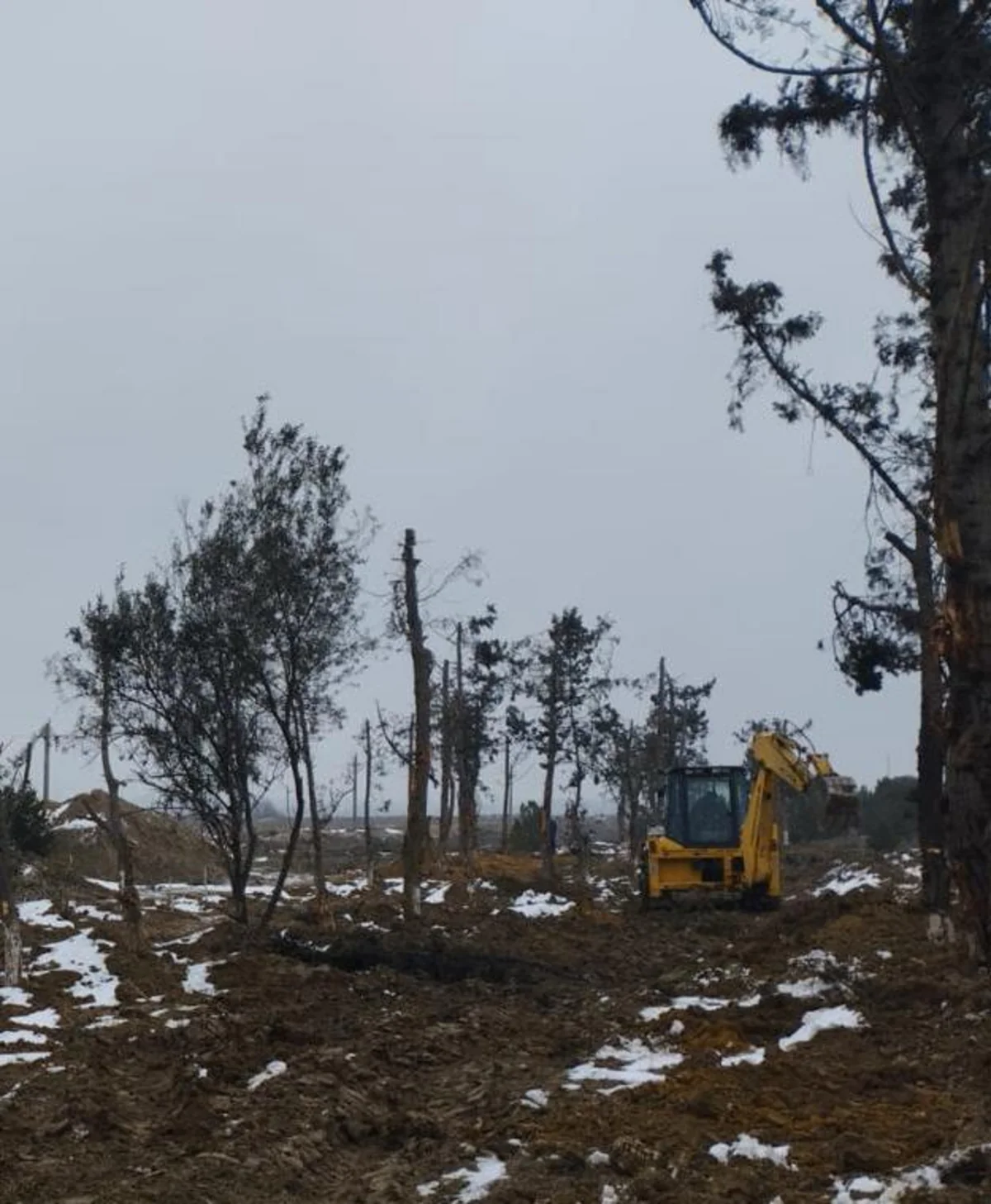 Bakıda yeni avtomobil yolu ilə əlaqəli tikinti altına düşən yaşıllıqların köçürülməsinə başlanılıb