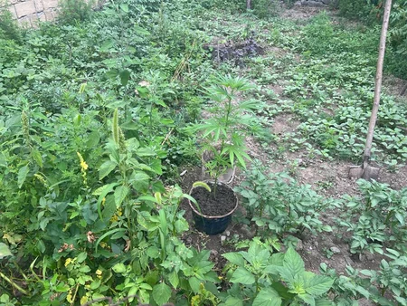 У жителя Габалы изъяли кусты конопли