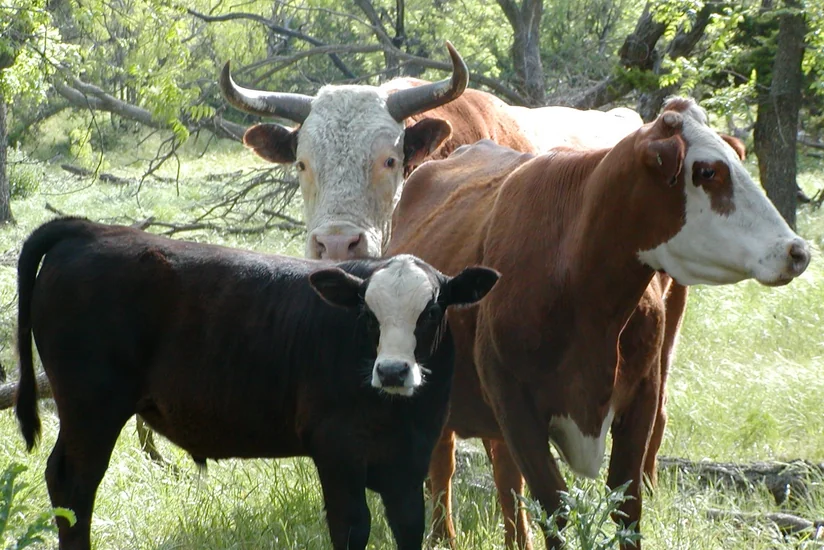 Azərbaycanda heyvanların cins tərkibinin yaxşılaşdırılması üçün ictimai birlik yaradılacaq