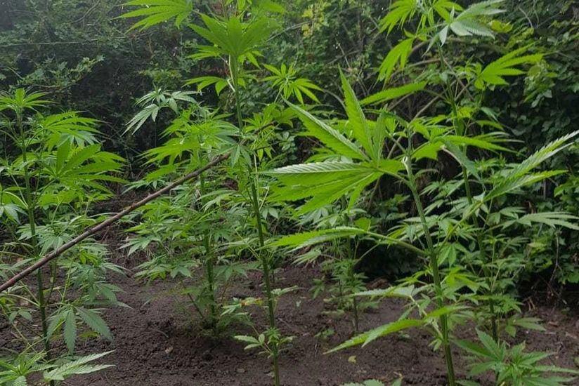 Meşədə narkotik bitkilər becərən İsmayıllı sakini saxlanılıb