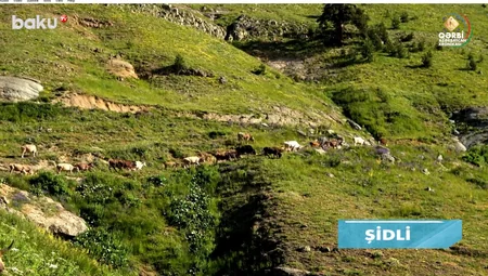 Qərbi Azərbaycan Xronikası: Ermənilərə 83 il müqavimət göstərən Şidli