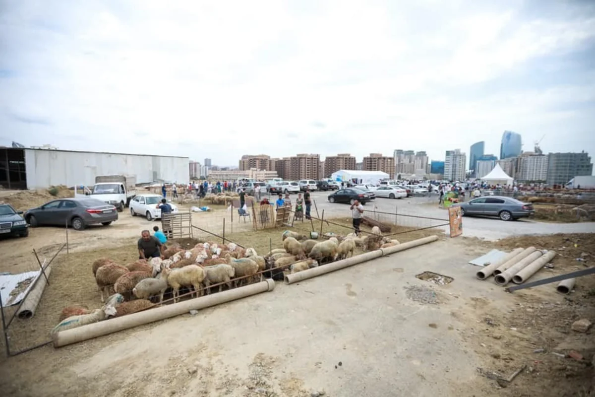 AQTA: Əhalini qurbanlıq heyvanlarını tələblərə cavab verən yerlərdə kəsdirməyə çağırırıq