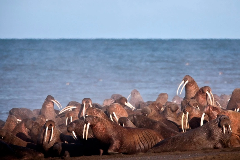 Alyaska sahillərində basabas zamanı onlarla kiçik morj ölüb