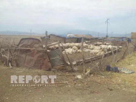 ​Tərtərdə canavarlar qoyun sürüsünə hücum edib