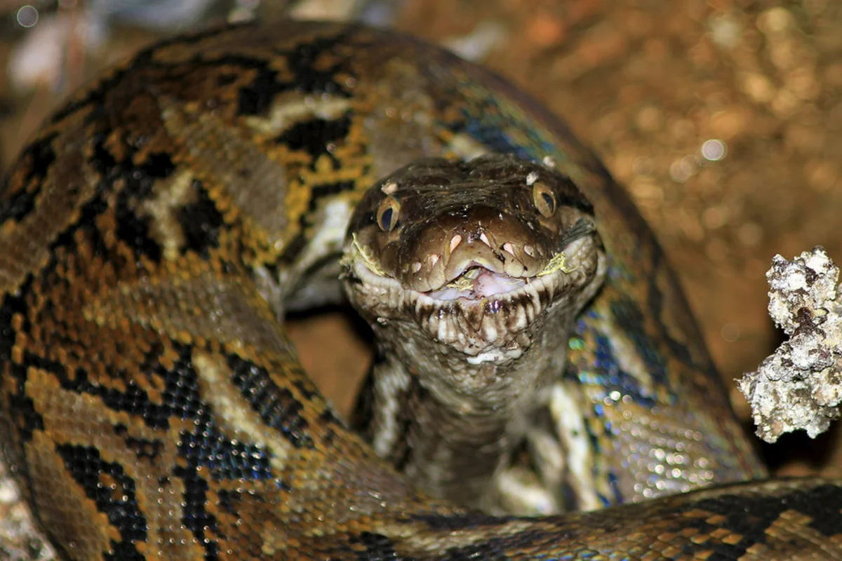 Американцам предложат есть питонов