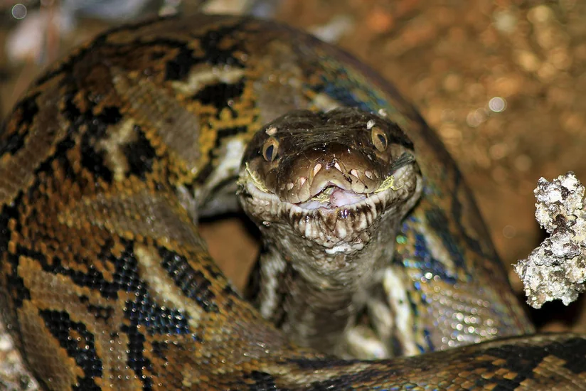 Американцам предложат есть питонов