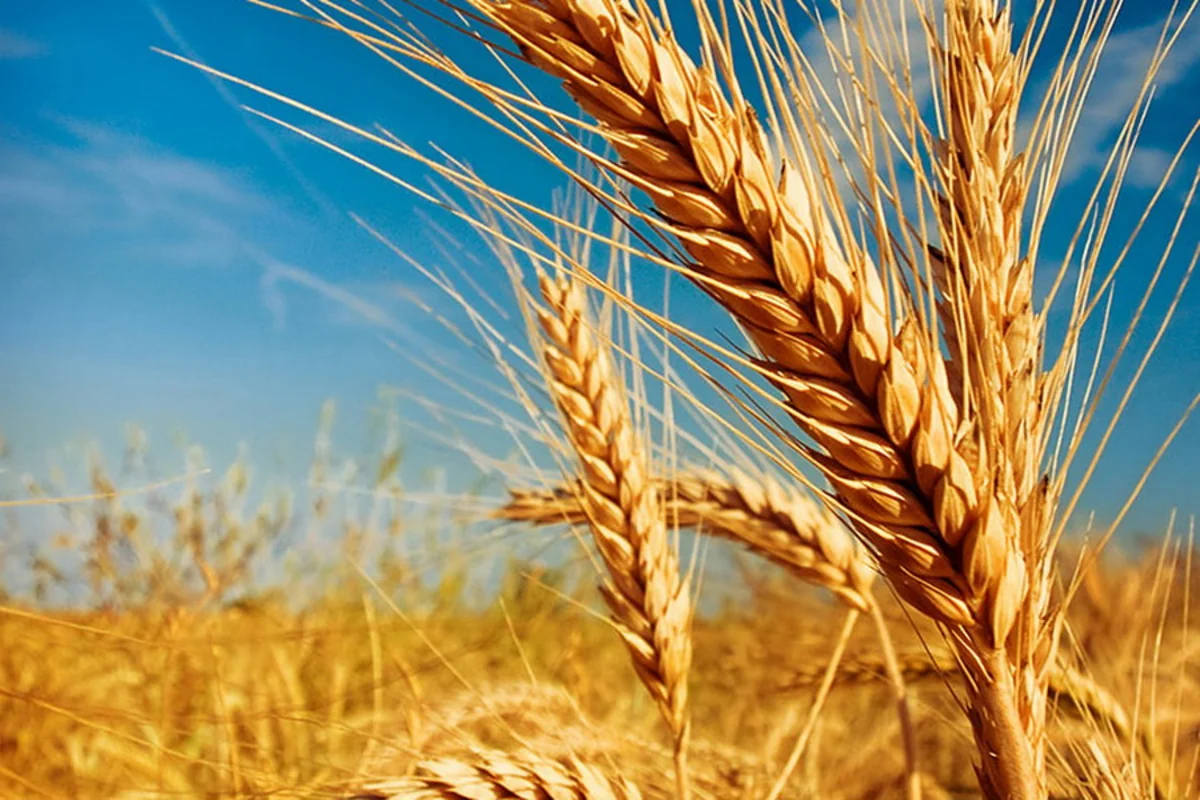 Kazakhstan extends wheat import ban until end of year