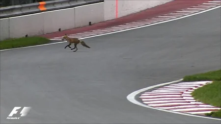 Formula 1 üzrə Sinqapur Qran Prisində trasa böyük kərtənkələ çıxıb