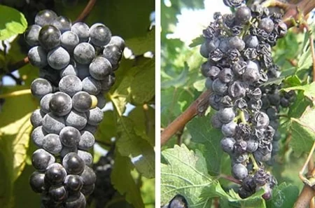 Heavy rains in Azerbaijan made vineyards unusable