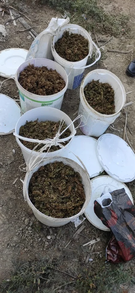 Kürdəmir sakinindən külli miqdarda narkotik götürülüb