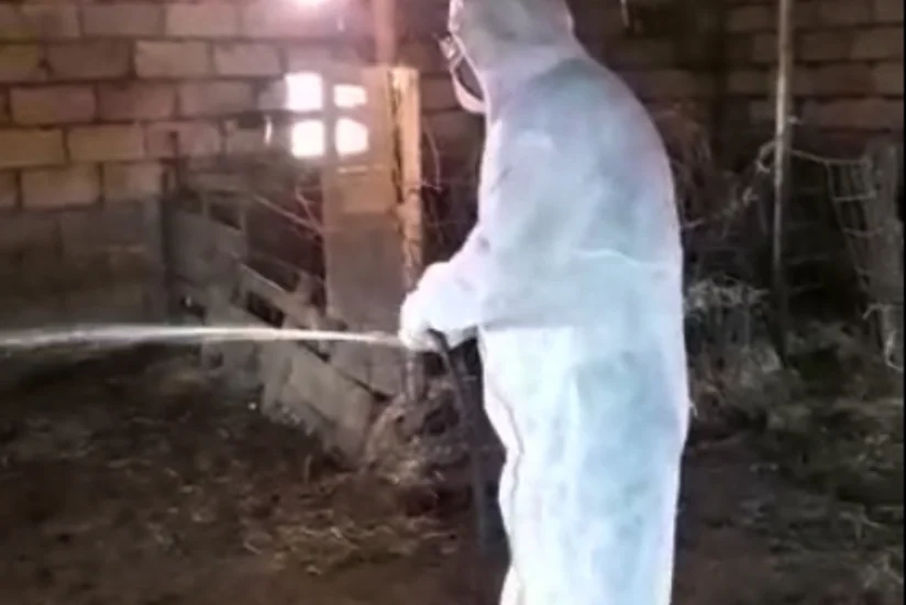 Kürdəmirdə xırdabuynuzlu heyvanların tələf olmasının qarşısı alınıb