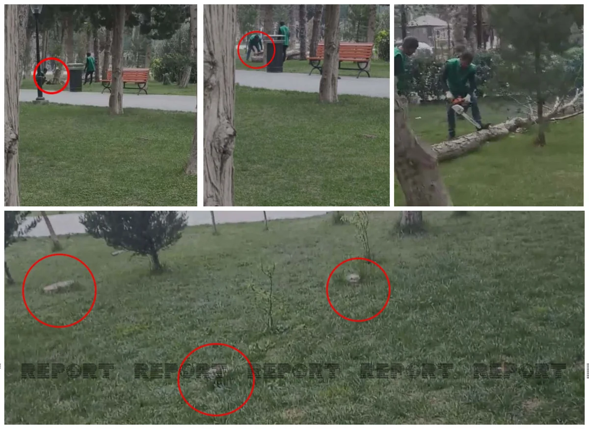 Bakıda parkda ağaclar niyə kəsilib? - AÇIQLAMA