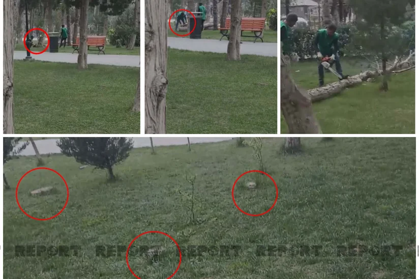 Bakıda parkda ağaclar niyə kəsilib? - AÇIQLAMA