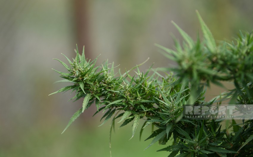 DİN: “Xocalıda aşkarlanan çətənə kolu sativa növüdür və dünya bazarında daha çox satılır”