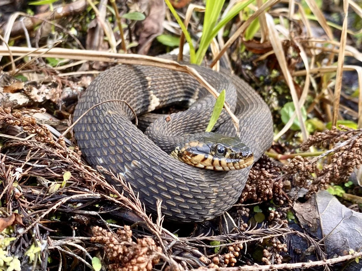 İsmayıllı sakinlərini ilan sancıb