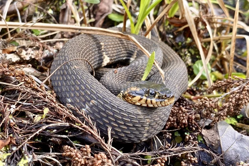 İsmayıllı sakinlərini ilan sancıb