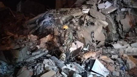 Kahramanmaraşda axtarış-xilasetmə işlərinə FHN-in xüsusi təlim keçmiş itləri də cəlb edilib 