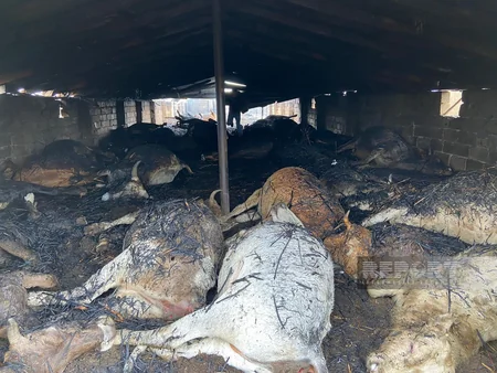 Kürdəmirdə tövlədə yanğın baş verib, 39 baş iri buynuzlu heyvan tələf olub