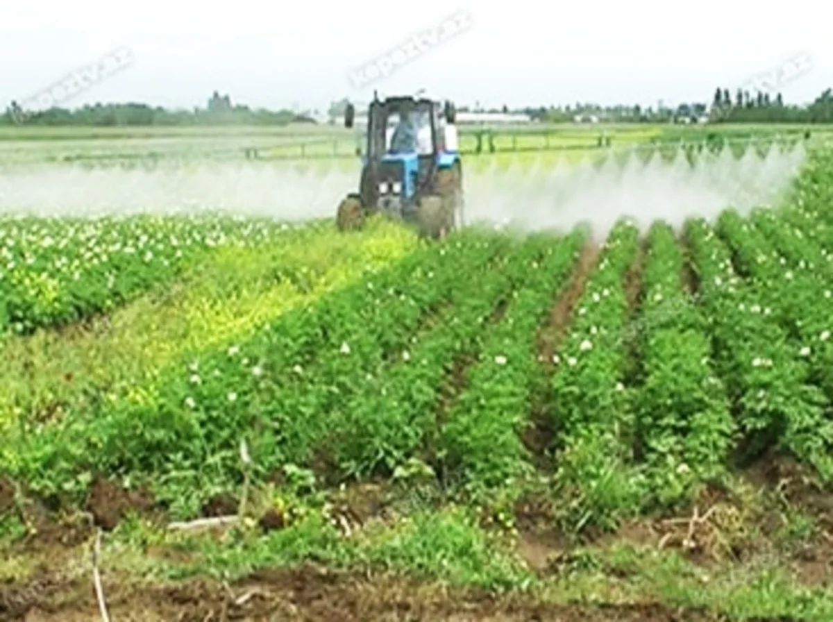 Azərbaycanda bu il yazlıq bitkilərin əkinində azalma olub