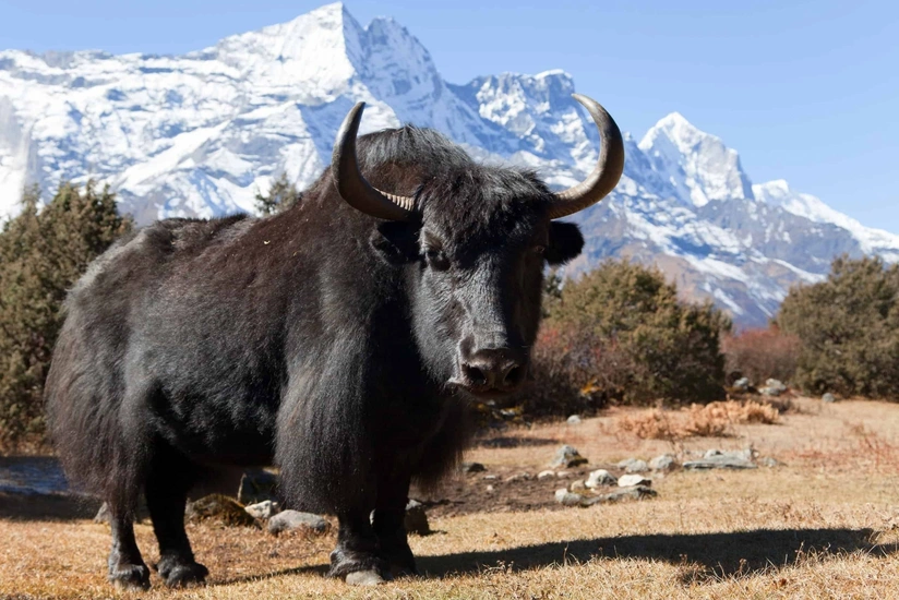 Qırğızıstandan Azərbaycana 100 baş yak gətiriləcək