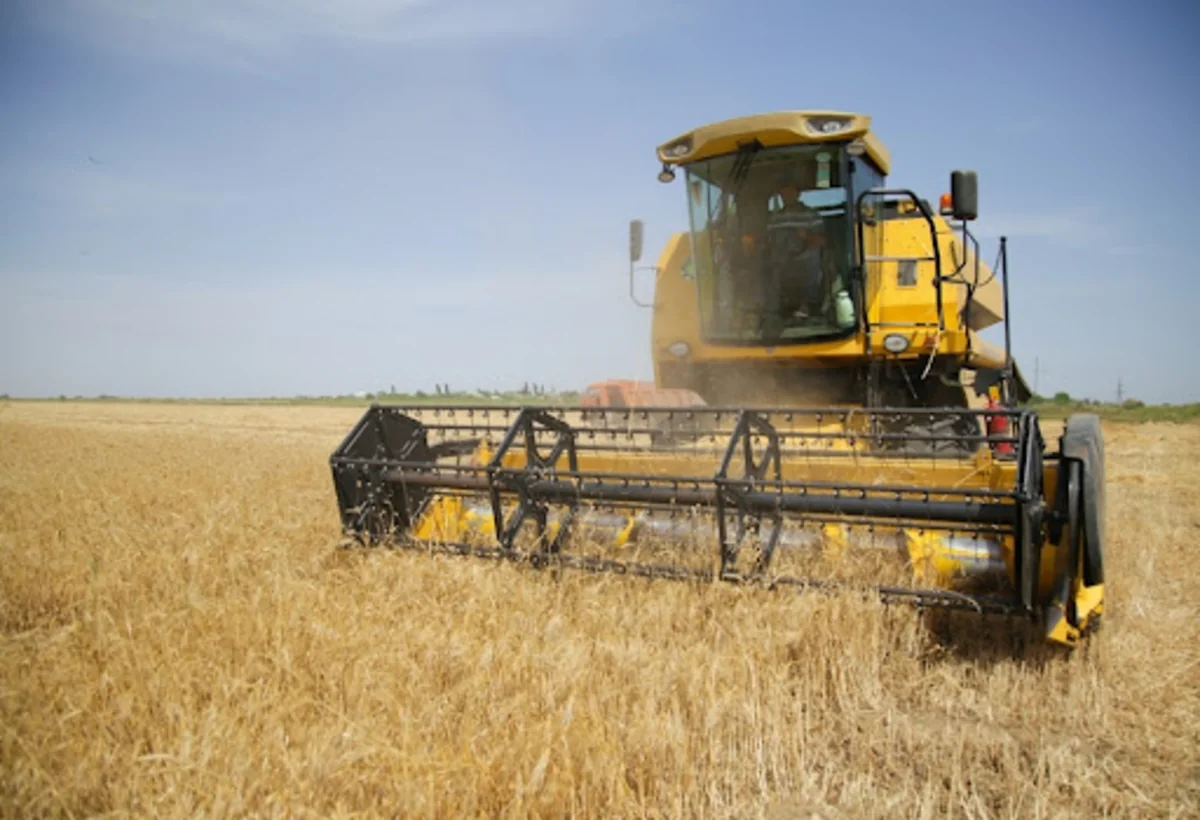 Nazirlik: Taxıl sahələrinin 13 %-də biçin başa çatıb