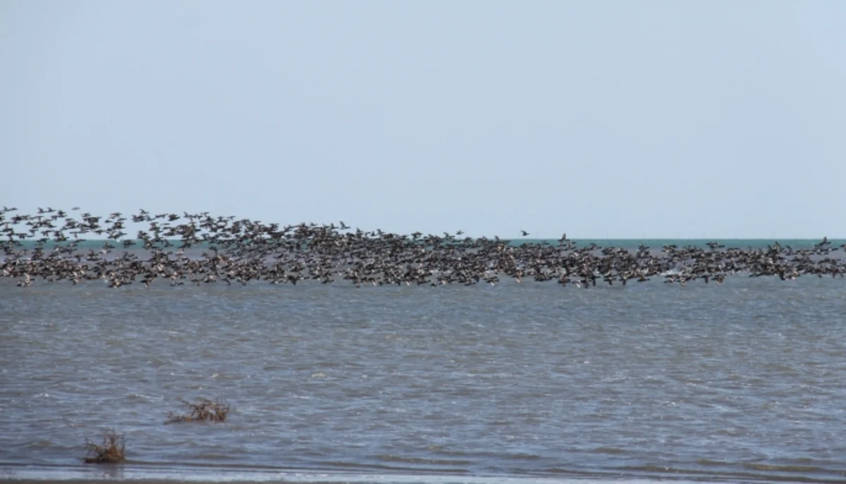 Milli parklarda “açıq qapı” günü keçiriləcək