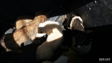 Sumqayıt şəhərinin sahibsiz itlərdən təmizlənməsinə başlanıb - FOTO