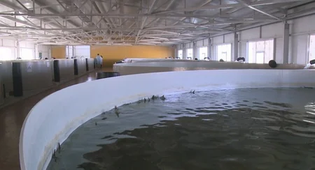 Azərbaycan Qazaxıstandan nərə balığı alacaq