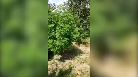 Şəmkirdə narkotik yetişdirən qadın saxlanılıb