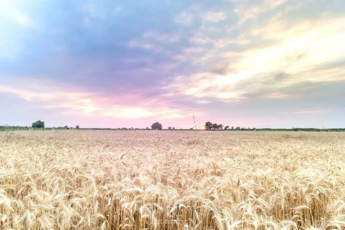 Aran rayonlarında 100 min hektar taxıl sahələrinə ziyan dəyib