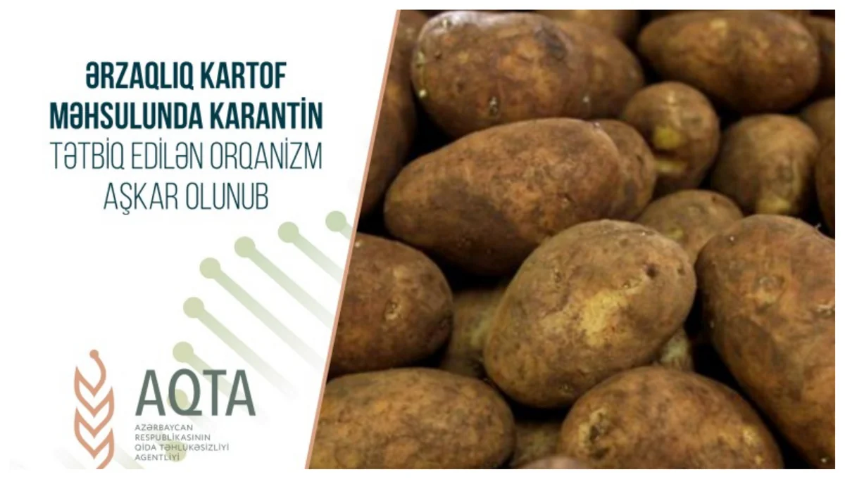 Ölkəyə gətirilən kartofda karantin tətbiq edilən orqanizm aşkarlanıb