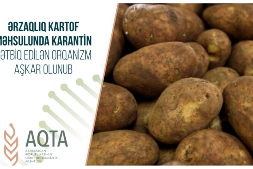 Ölkəyə gətirilən kartofda karantin tətbiq edilən orqanizm aşkarlanıb