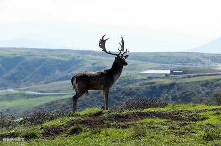 Bir qrup şagirdin Şamaxı Safari Parkına ekskursiyası təşkil olunub - FOTO