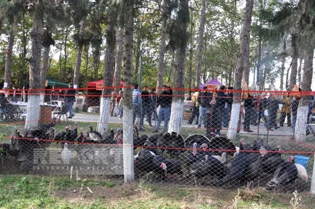 Biləsuvarda Hind toyuğu festivalı başa çatıb