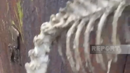 Tərtərdə tapılan naməlum heyvan skeletinə baxış keçirilib - YENİLƏNİB