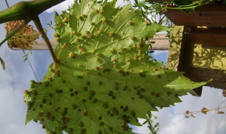 ​Azərbaycanın yerli üzüm genofondu məhv olmaq üzrədir