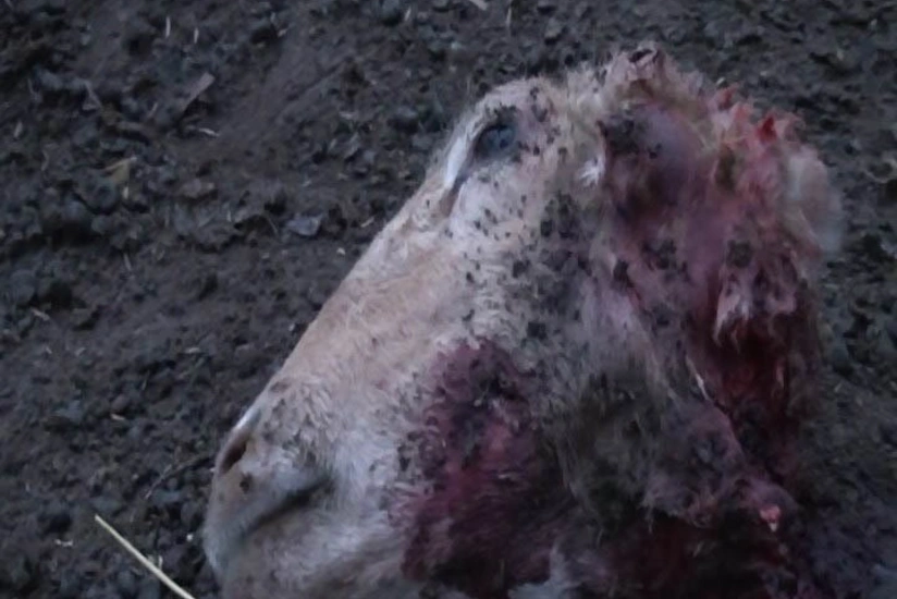 Goranboyda canavarlar 7 baş qoyunu parçalayıb - FOTO