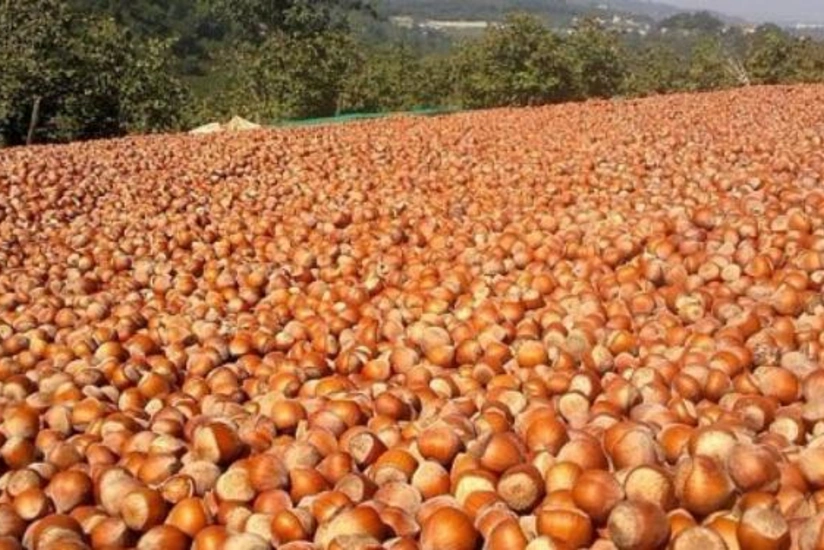 Азербайджан сократил импорт фундука из Турции