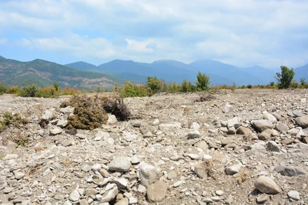 Azərbaycanda yeni fındıq bağları salınır: yüzlərlə yeni iş yeri, bol məhsul gözlənilir