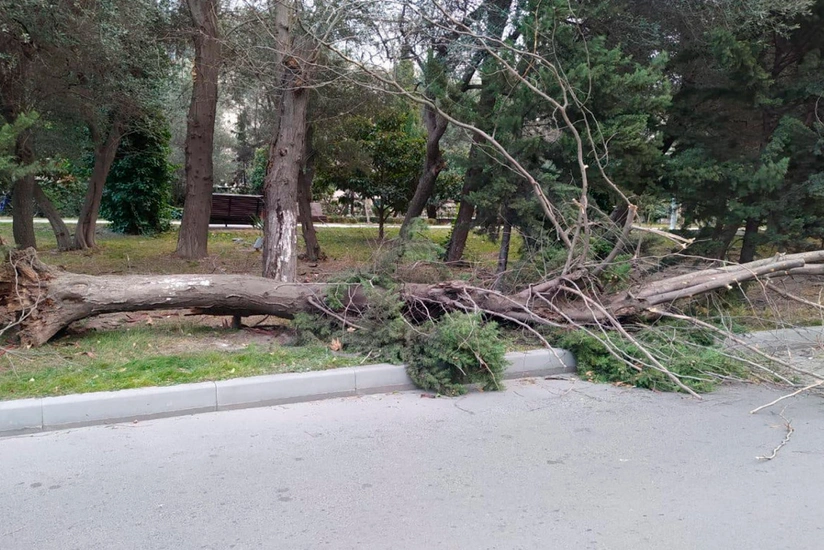 В Баку сильный ветер повалил 10 деревьев